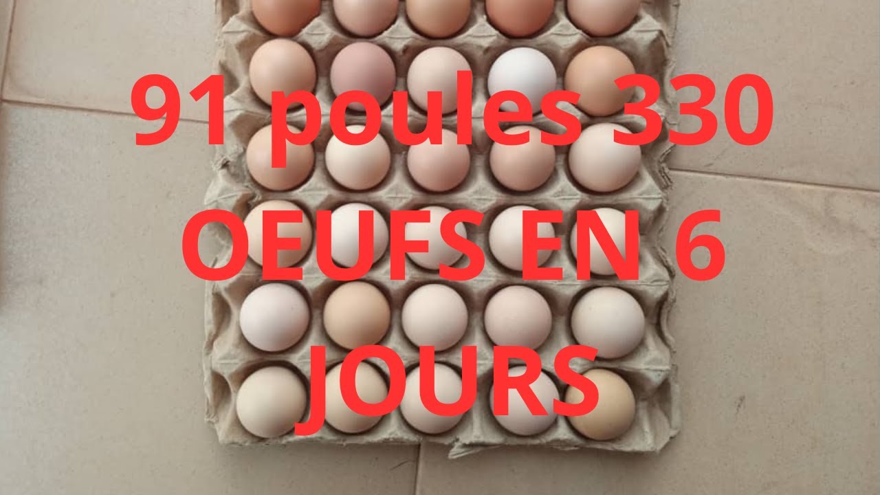 330 OEUFS EN 6 JOURS