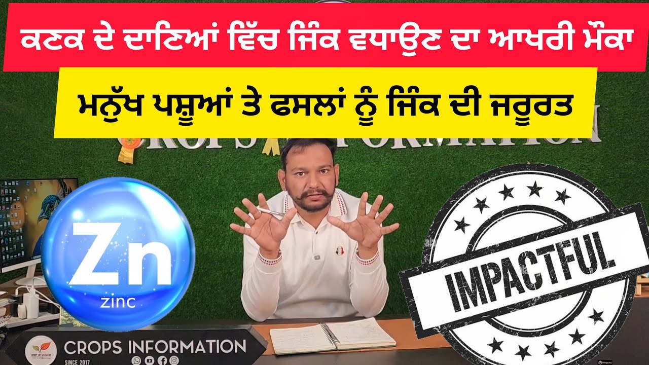 ਕਣਕ ਦੇ ਦਾਣਿਆਂ ਵਿੱਚ ਜਿੰਕ ਵਧਾਉਣ ਦਾ ਚੰਗਾ ਮੌਕਾ wheat grain fortified with zinc 