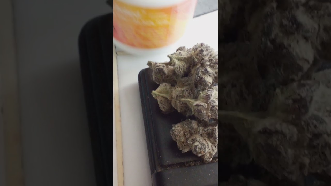 Fresh baked GMO Crasher strain preview