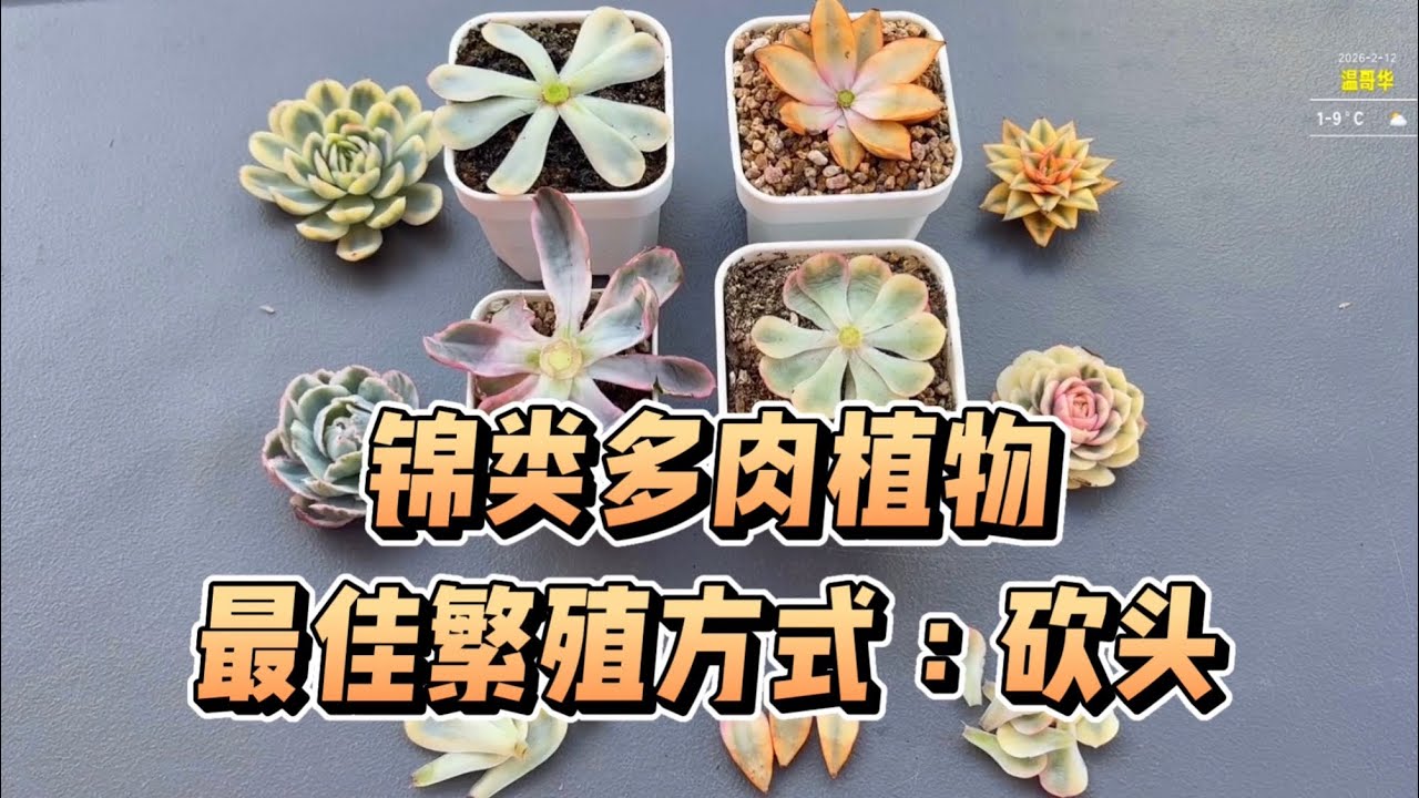 【多肉植物】带锦的最佳繁殖方式：砍头繁殖