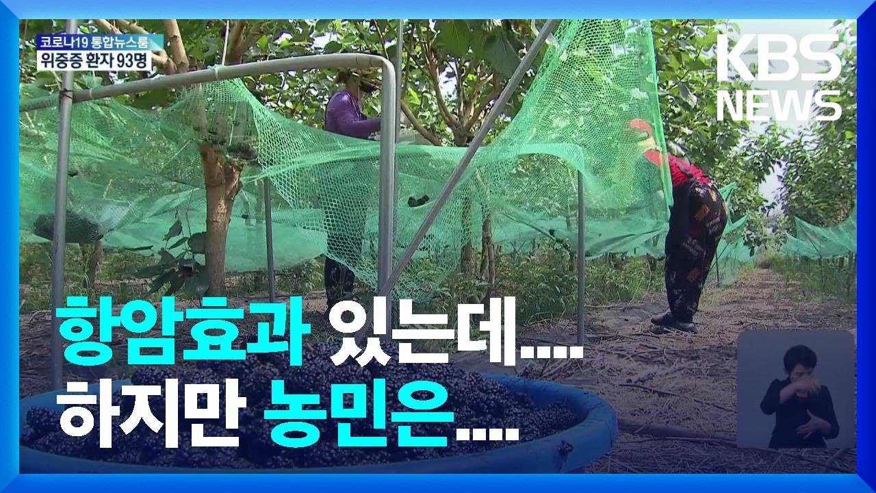 &lsquo;추억의 간식&rsquo; 오디 풍년&hellip;농가 &lsquo;판로 고심&rsquo; / KBS  2022.06.15.