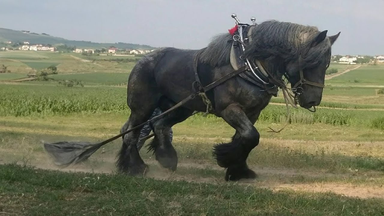 Best horse videos - These Funny And cute Horses are a must watch! P6
