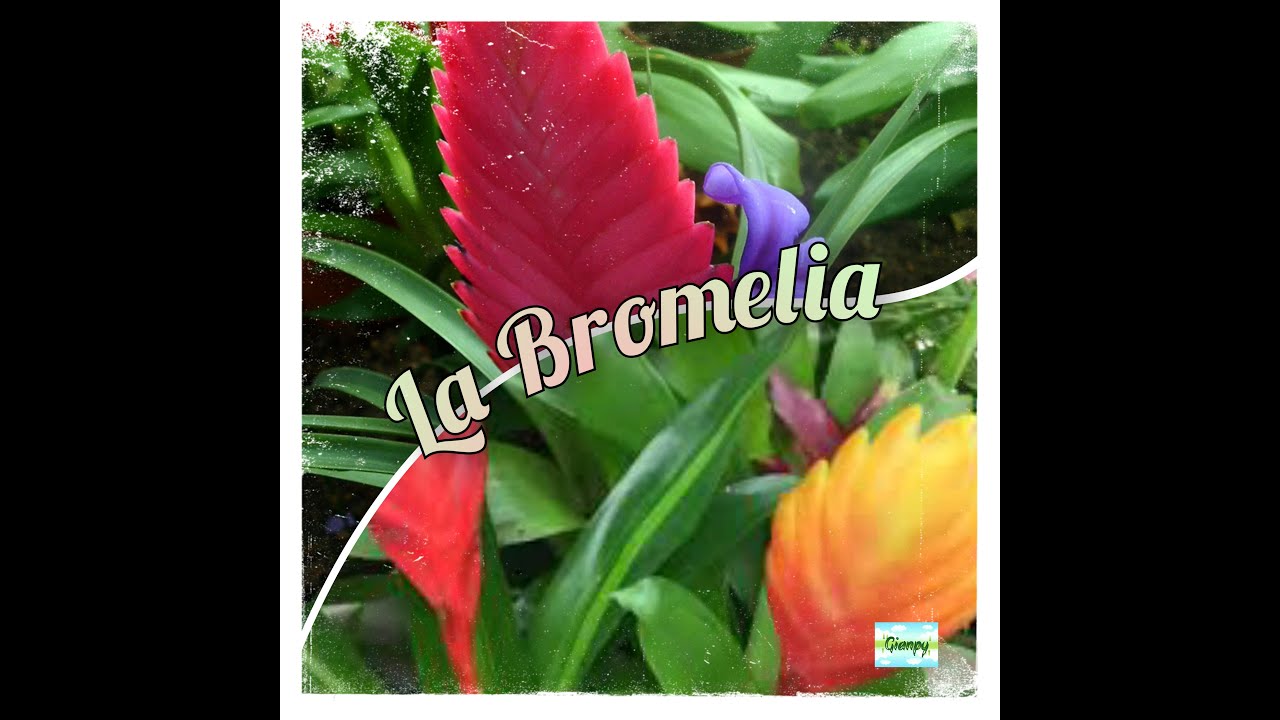 La Bromelia