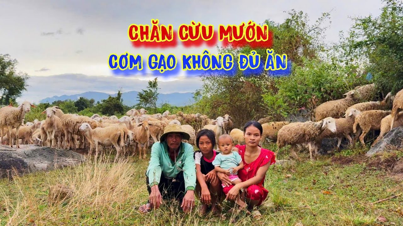 CẢ GIA ĐÌNH chăn cừu mướn, ở trong CĂN NHÀ mục nát, bữa đói, BỮA NO - tập 1239
