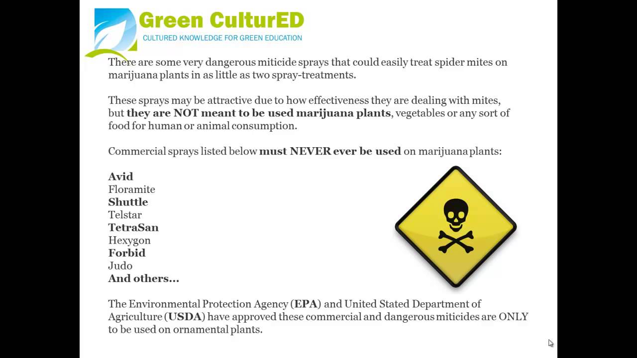 Problems With Spider Mites On Cannabis Plants?