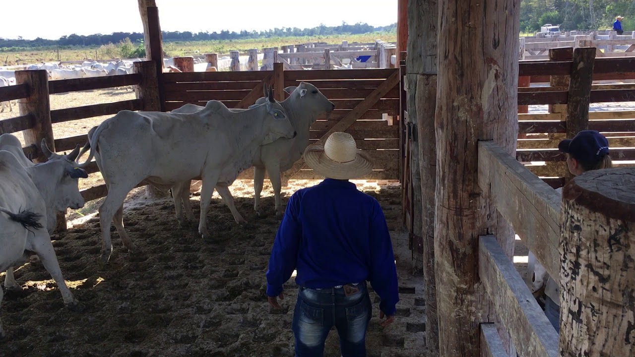 Manejo Nadas nas M&atilde;os na Bud Bux - Fazenda Sunsas