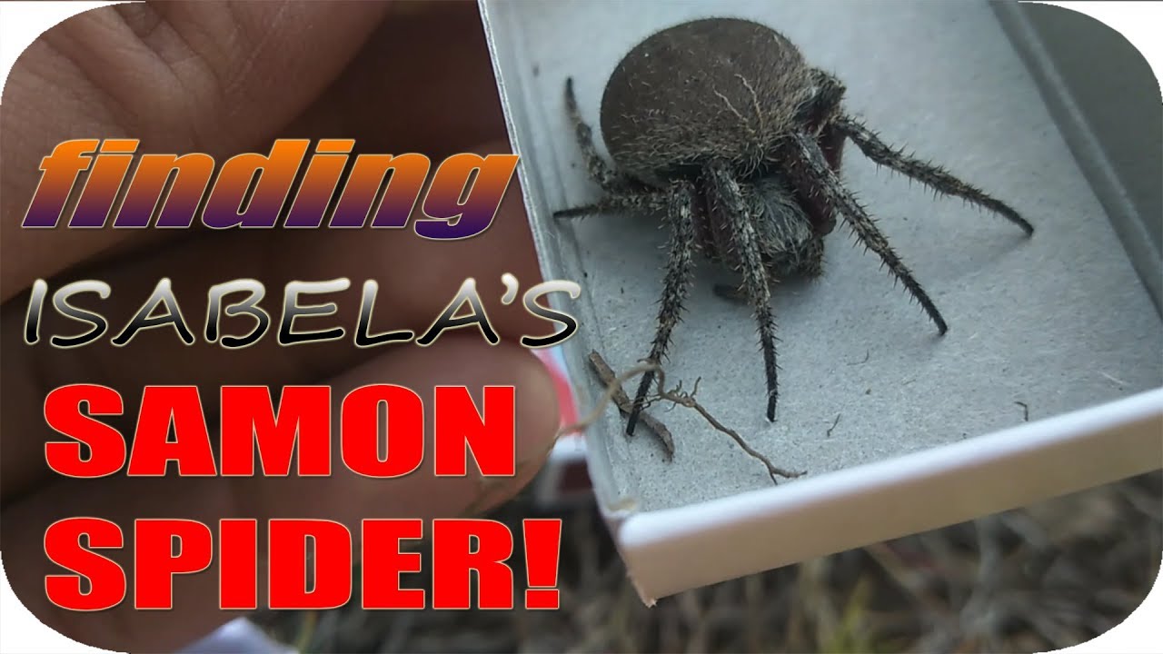 SAMON HUNTING SA PILIPINAS
