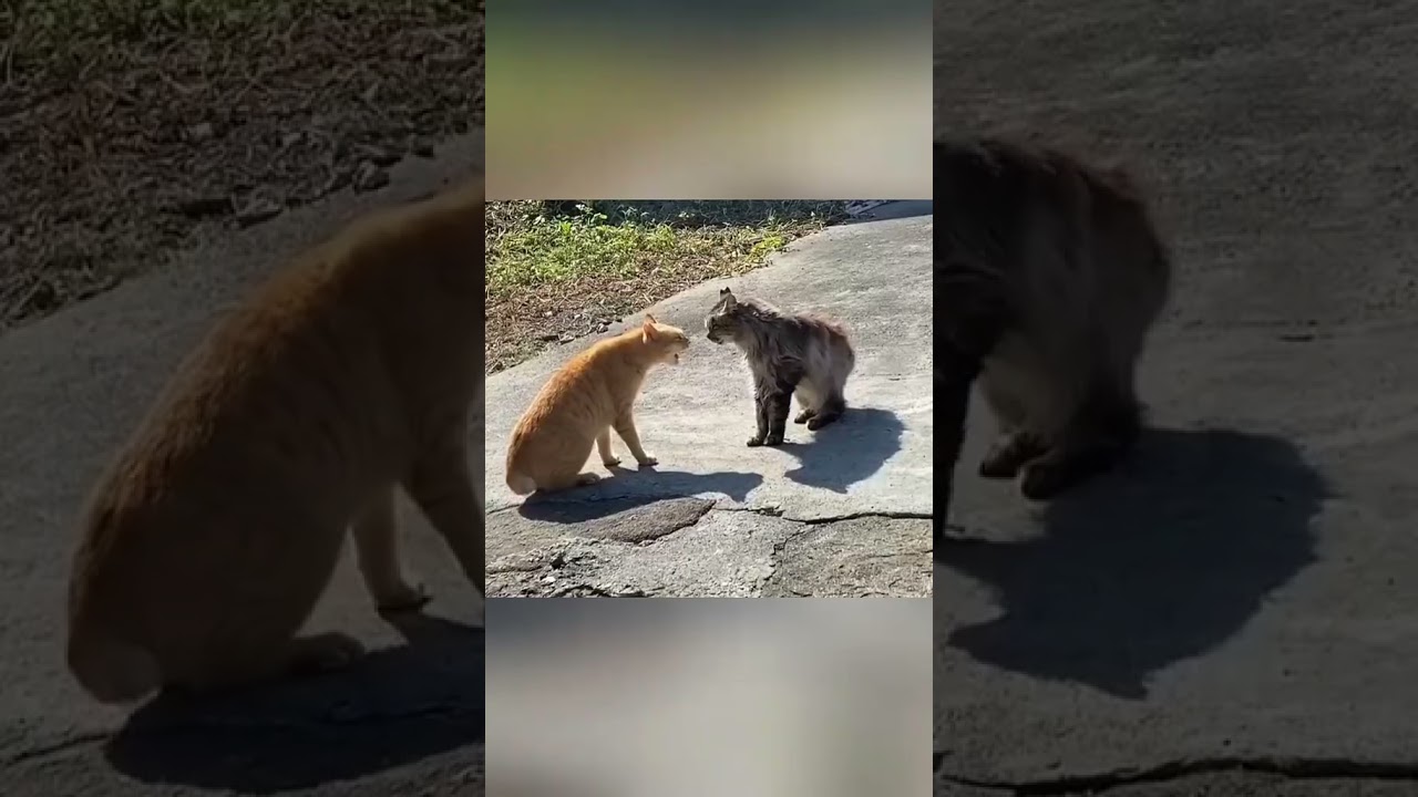Cute Cat Viral Compilation 2025