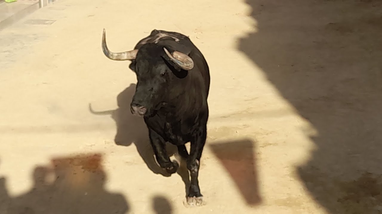 Festejos Taurinos en Massalfassar 2024- Toros de Carmen Valiente y San Mart&iacute;n. PT Massalfassar.