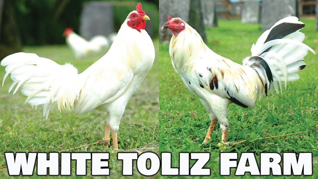 Beautiful Toliz White Farm - Tony Lizares | Big Farm In The Philippines