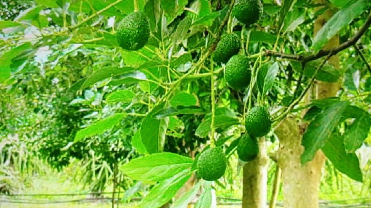 ఎక‌రానికి 26 ల‌క్ష‌లు సంపాదిస్తున్న ఉద్యోగి: క‌రువు నేల‌పై సిరులు కురిపిస్తున్న అవ‌కాడో పంట‌.. 