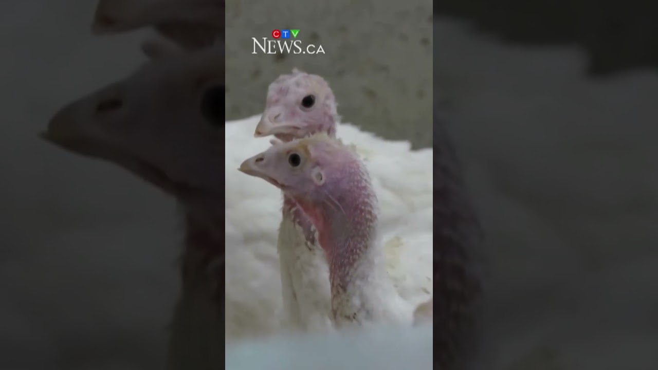 Bird flu confirmed at commercial poultry farm in Amherstburg Ont.