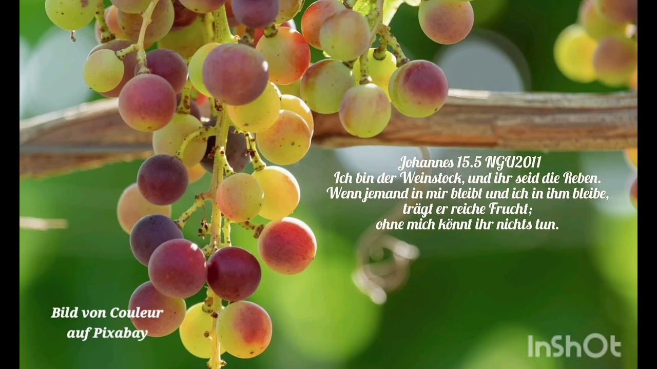Ich bin der Weinstock, und ihr seid die Reben_Johannes 15.5 NGU2011