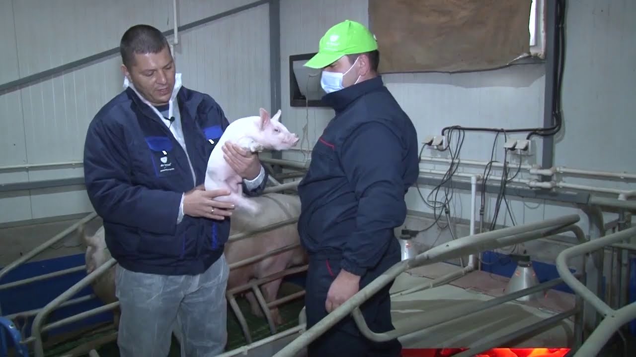 Farma Cimpić, proizvodnja prasadi