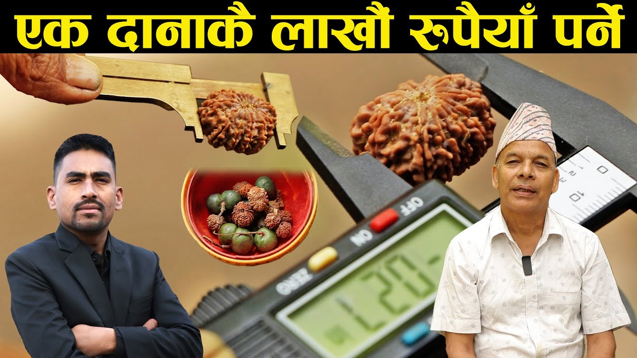 रुद्राक्षको साईज अनुसारको मूल्य कति पर्छ होला ? What is the price of Rudraksha based on it's size ?