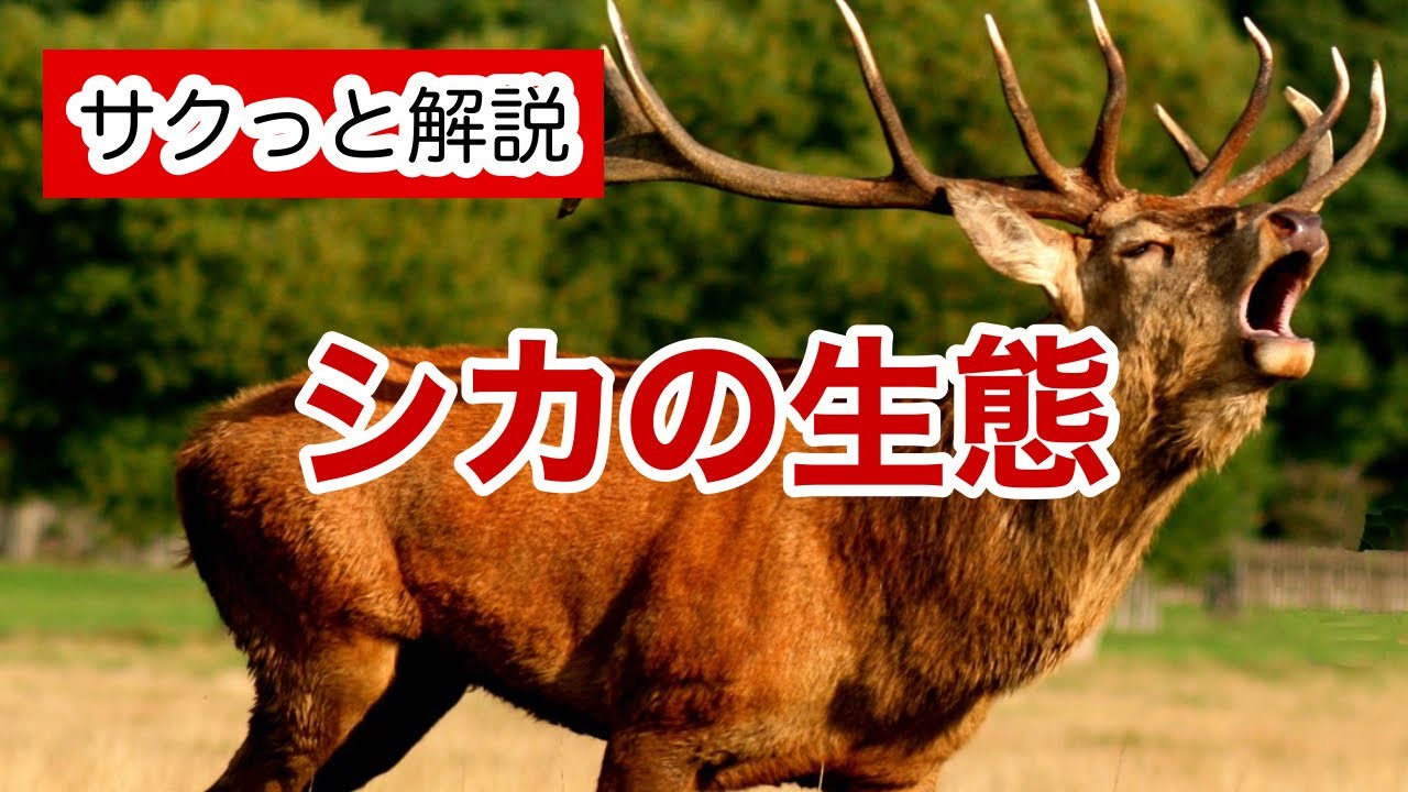シカの生態【サクっと解説】