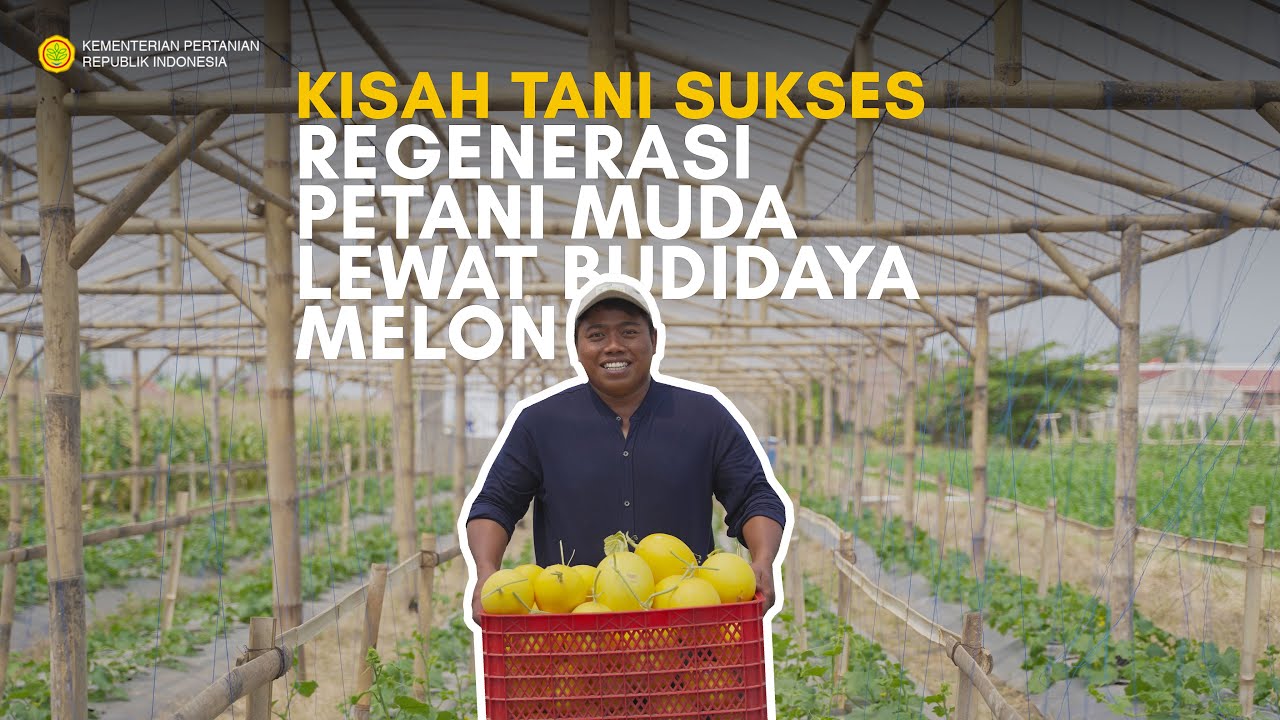 REGENERASI PETANI MUDA LEWAT BUDIDAYA MELON