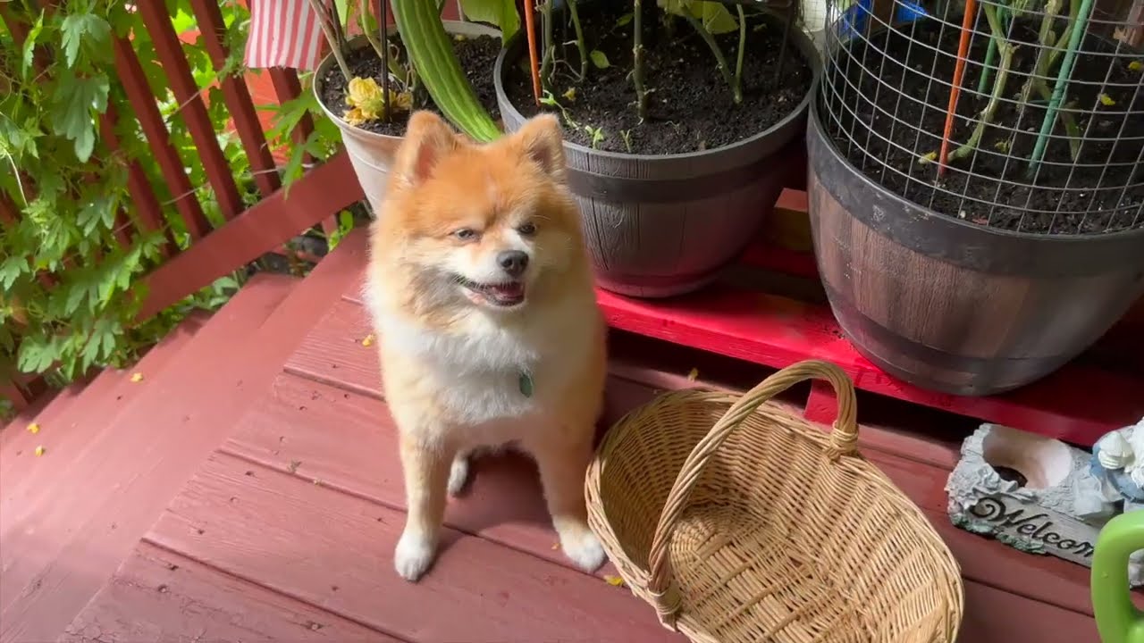 Fenny's garden 2024 #cucumber#snakecucumber #pomskydog #pomskylove #pomskylife #蛇黄瓜
