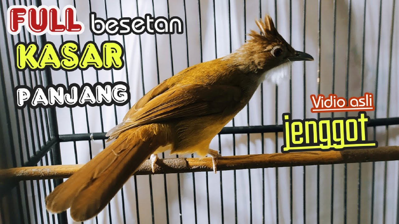 FULL BESETAN KASAR PANJANG || cucak jenggot istimewa