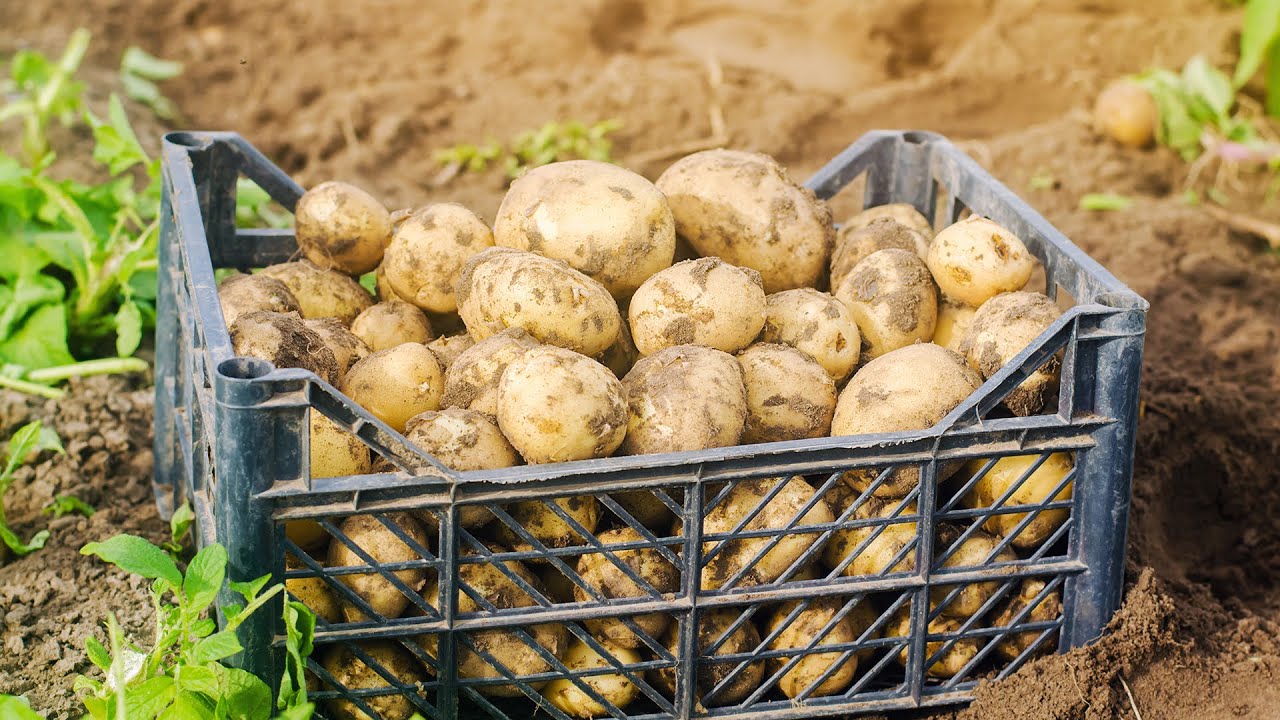 Урожайность  ривьеры и аризоны. Копаем картофель из под спанбонда.2020.