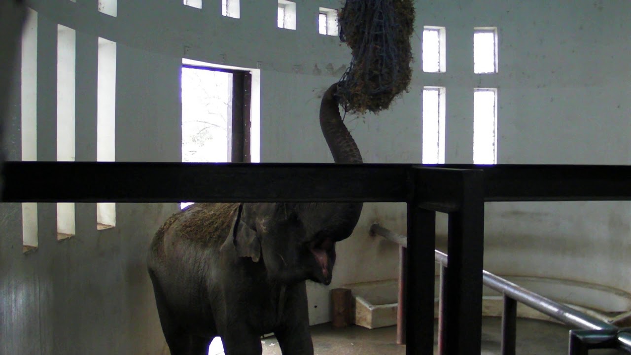 Indian elephant eats - Slonica Tvigi jede seno - Elephas maximus