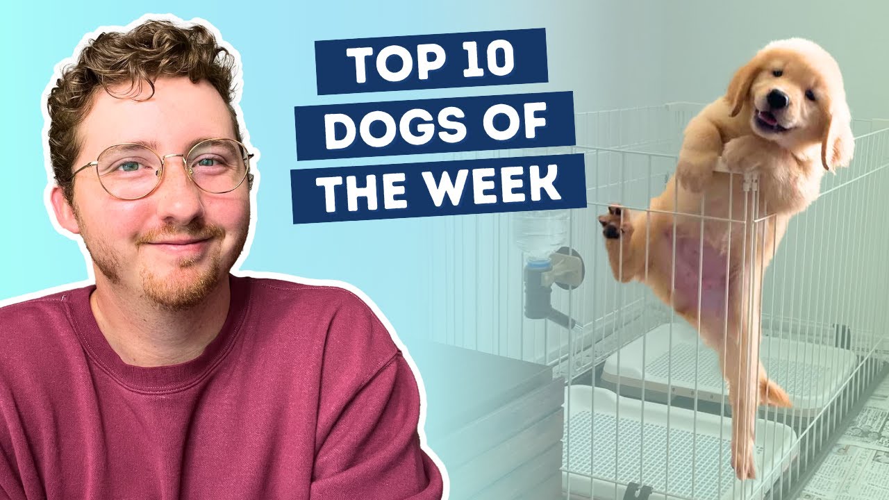 Puppy Attempts Daring Escape
