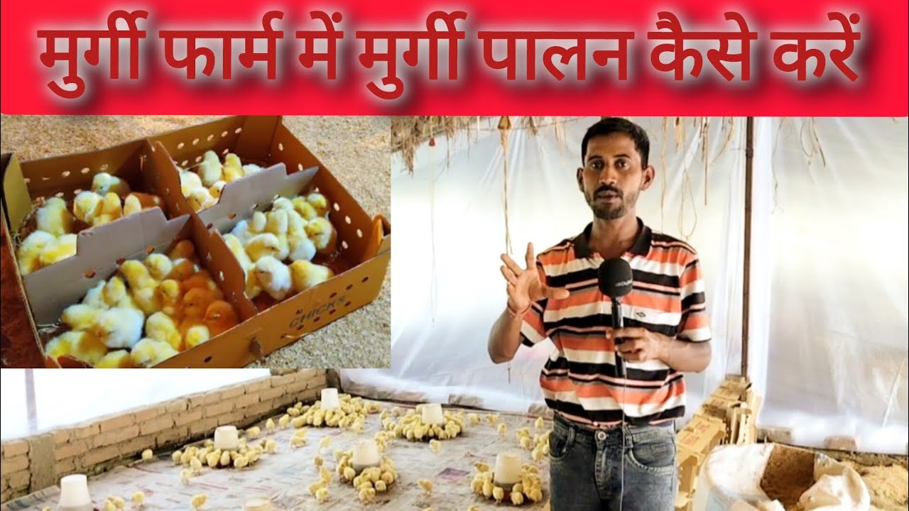 मुर्गी पालन कैसे हो ती है।