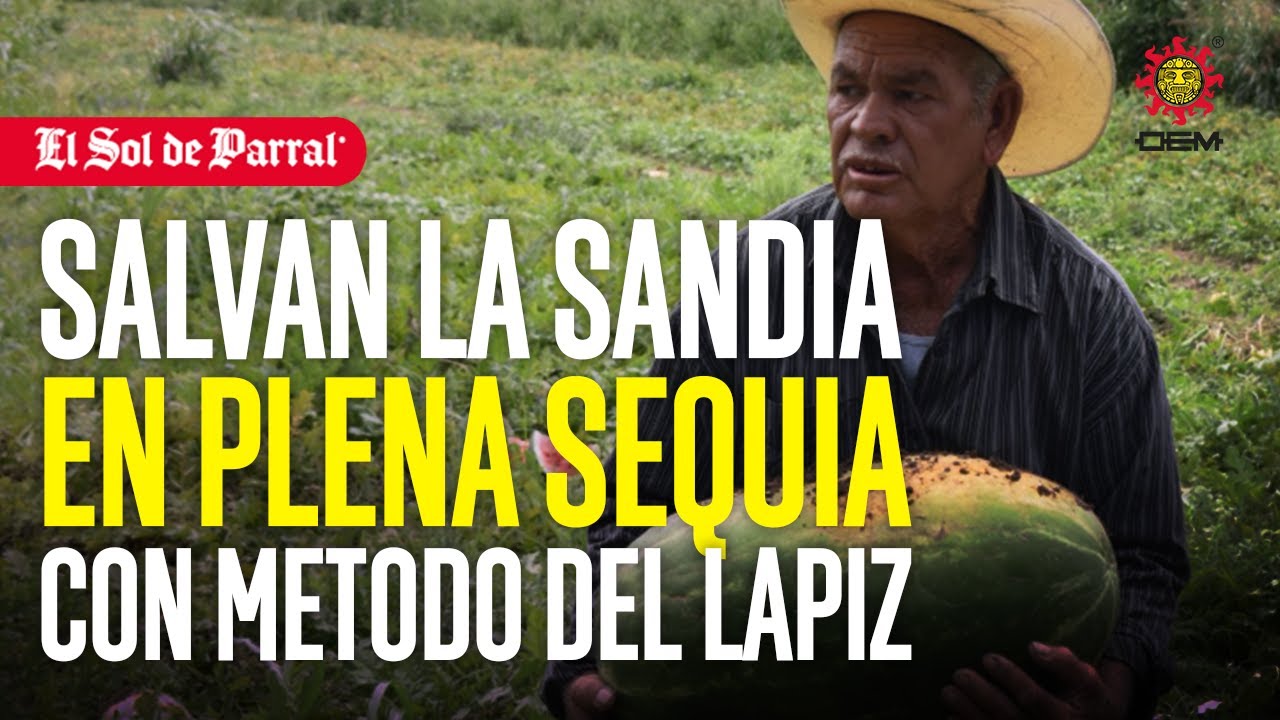 El “método del lápiz”: la técnica que rescató la sandía en Valle de Zaragoza