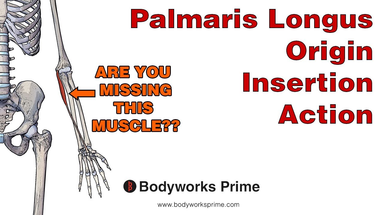 Palmaris Longus Anatomy: Origin Insertion & Action