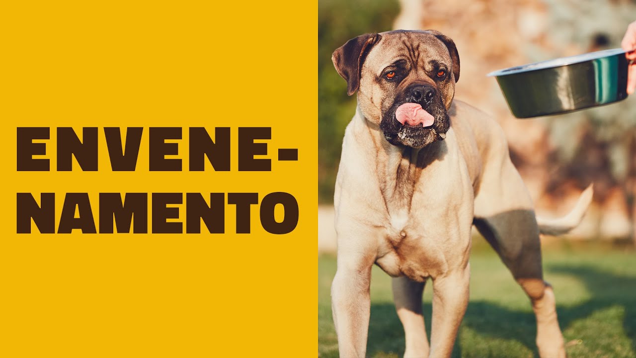 Como prevenir o ENVENENAMENTO do seu cão!