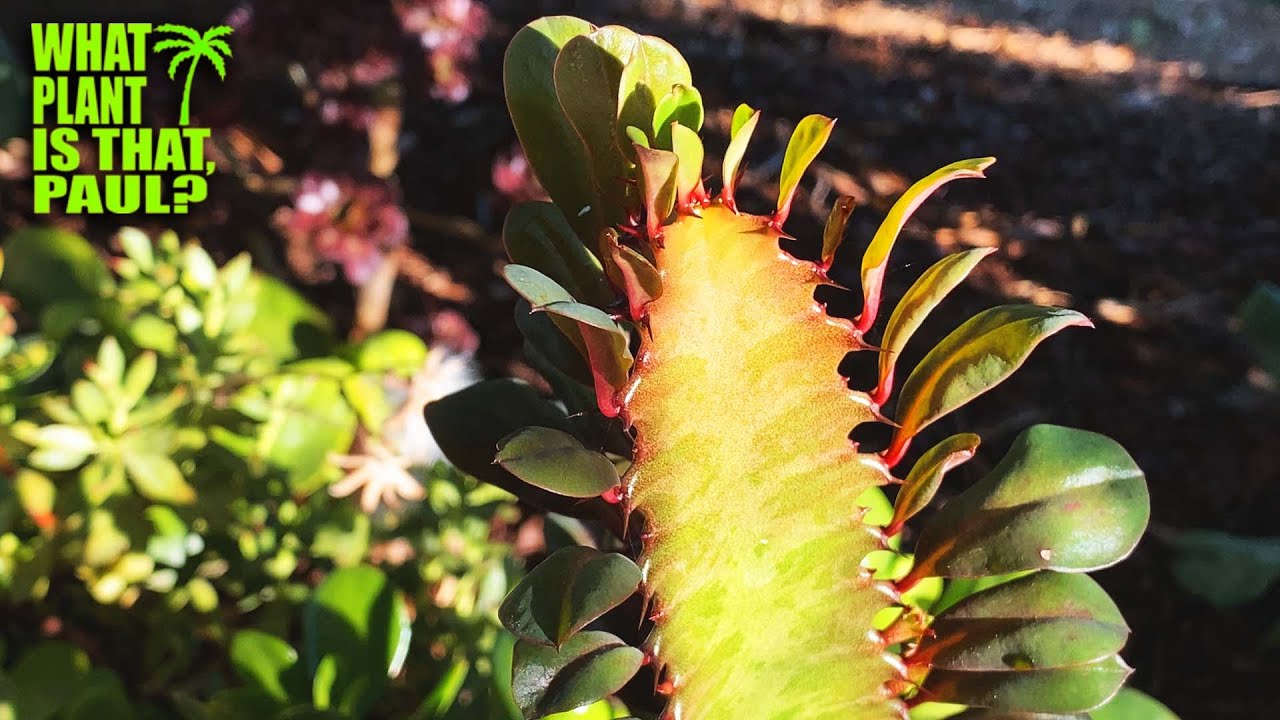 Euphorbia Trigona, 'Royal Red' / Commonly planted in Central Africa / evergreen, succulent plant