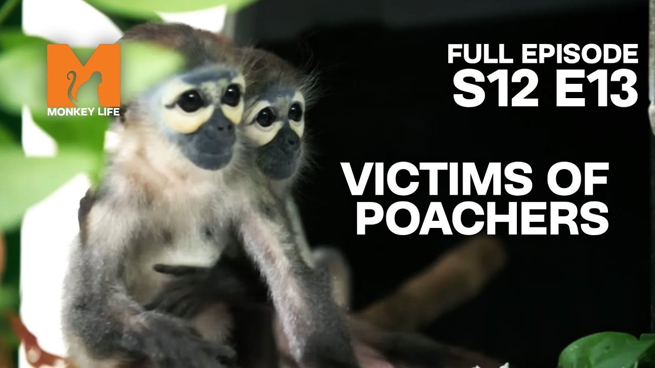 Visiting Vietnam's Sister Sanctuary Douc Langurs | Season 12 Episode 13 | Full Episode | Monkey Life