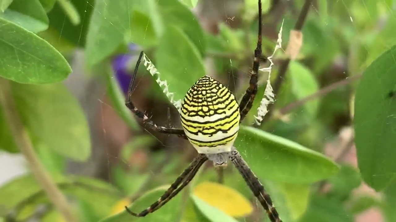 The Yellow Garden spider | Writing Spider on Aparajita Plant #mustwatch #yt #video #writingspider