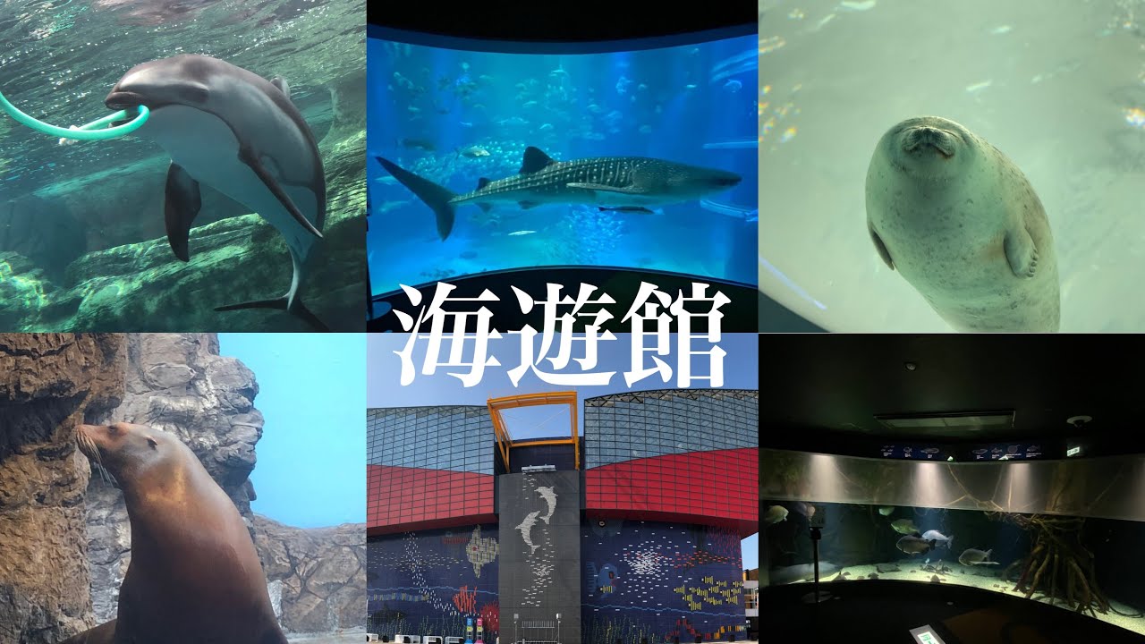 海遊館の魅力を解説！/Osaka  aquarium Kaiyukan