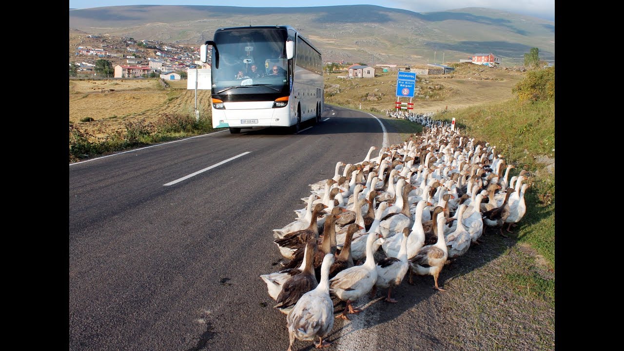 Kars'ta kaz kesimi başladı