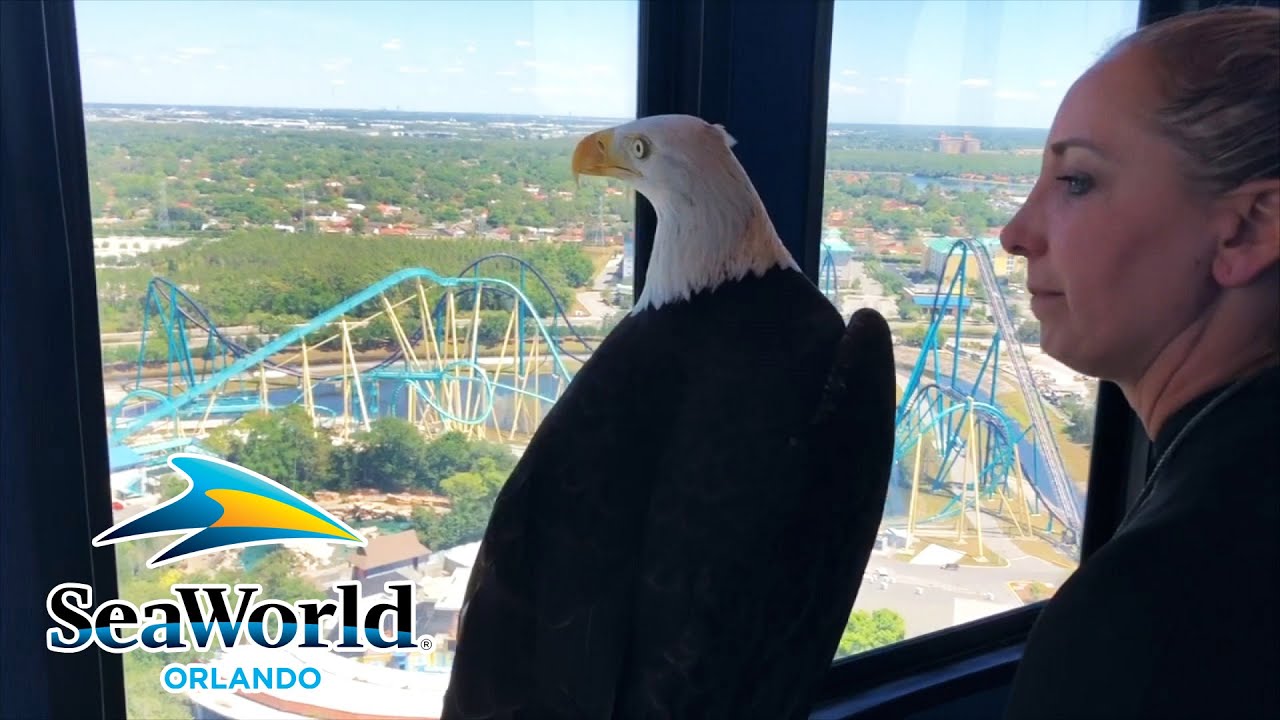 Bald Eagle gets a bird's-eye view of SeaWorld Orlando