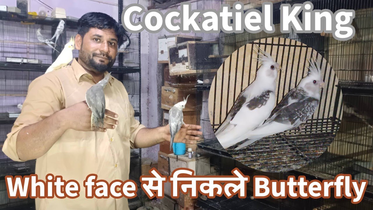 Cockatiel mutation Working and Results | Breeding Progress and Tips | Rare & expensive