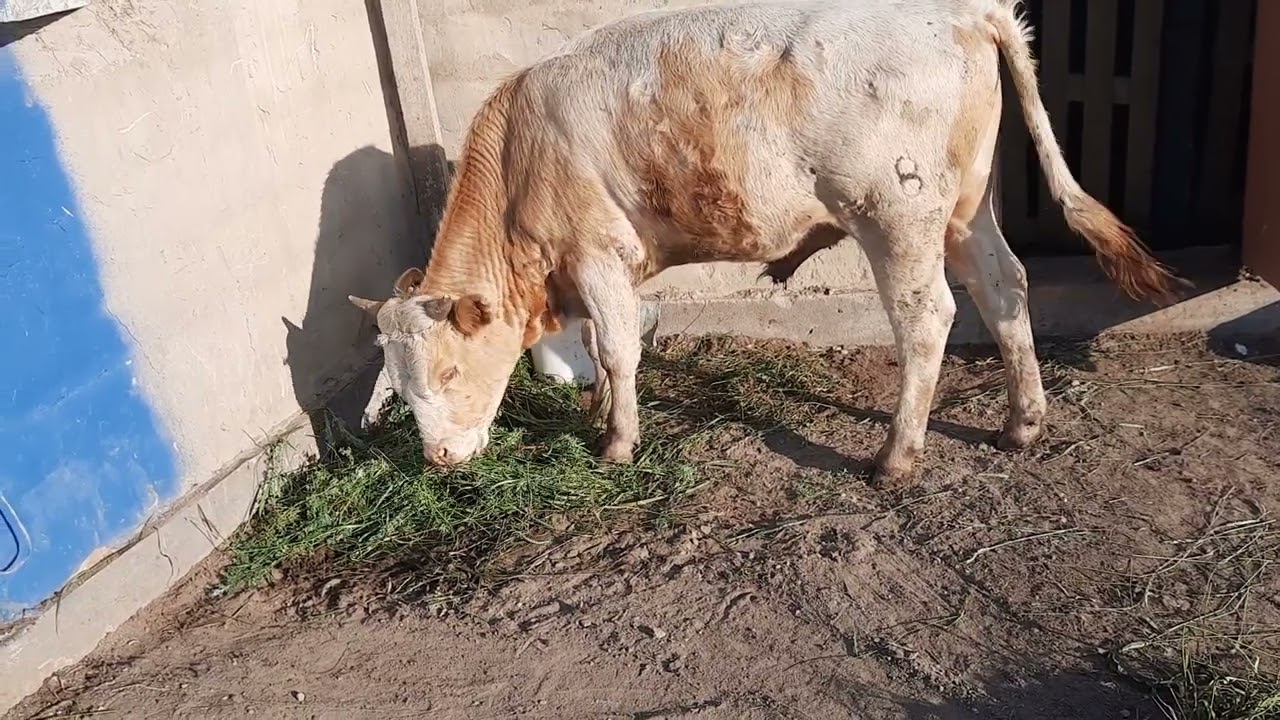 К нам пришла болезнь ЯЩУР/Обзор хозяйство