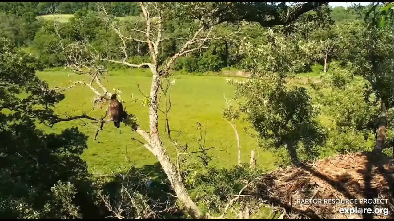 Decorah Eagles North DN14 Fledged 5.02PM 06 18 2021