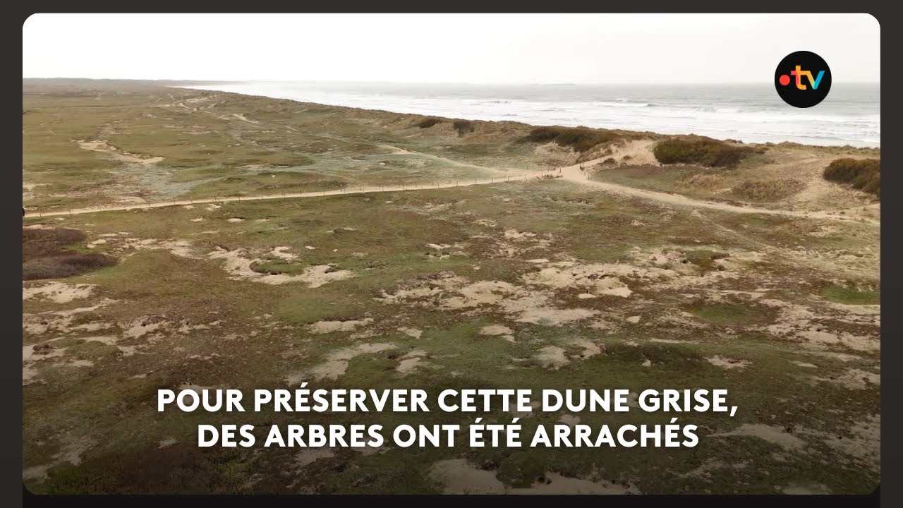 Cette dune grise restaurée pour redonner vie à un écosystème menacé