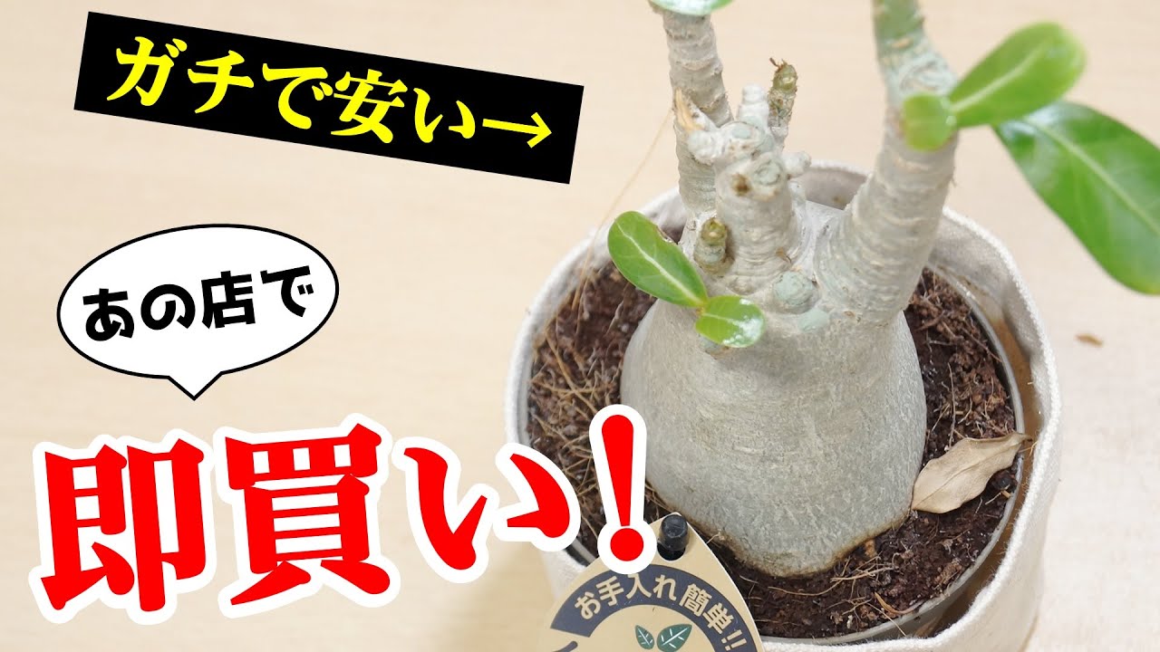この観葉植物が○○円⁉あのホムセンで購入者続出中♪【アデニウム】