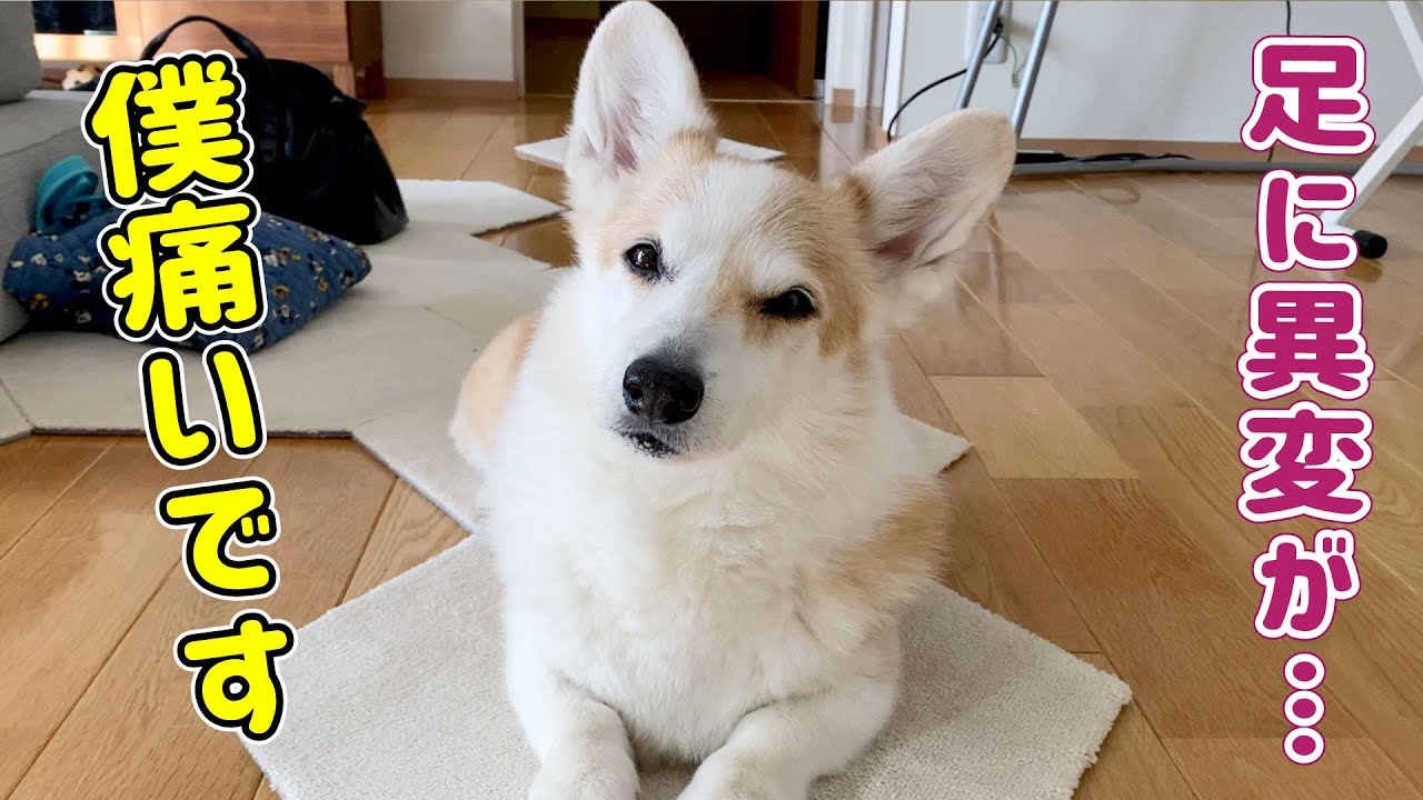 歩き方がおかしいので病院へ行きました【コーギー】