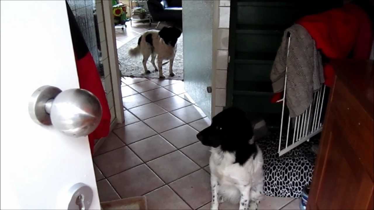 Hoe verminder je het blaffen wanneer de deurbel gaat ?
