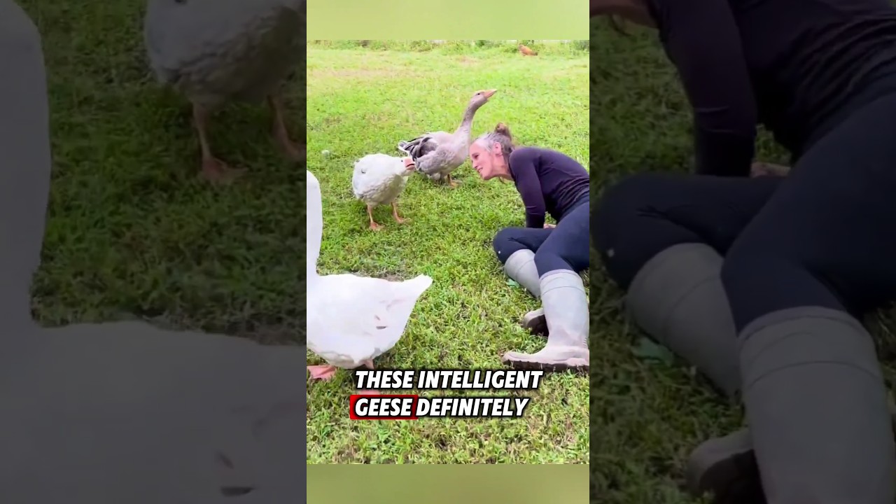 These geese love their owner more than expected ❤️ #animals #geese