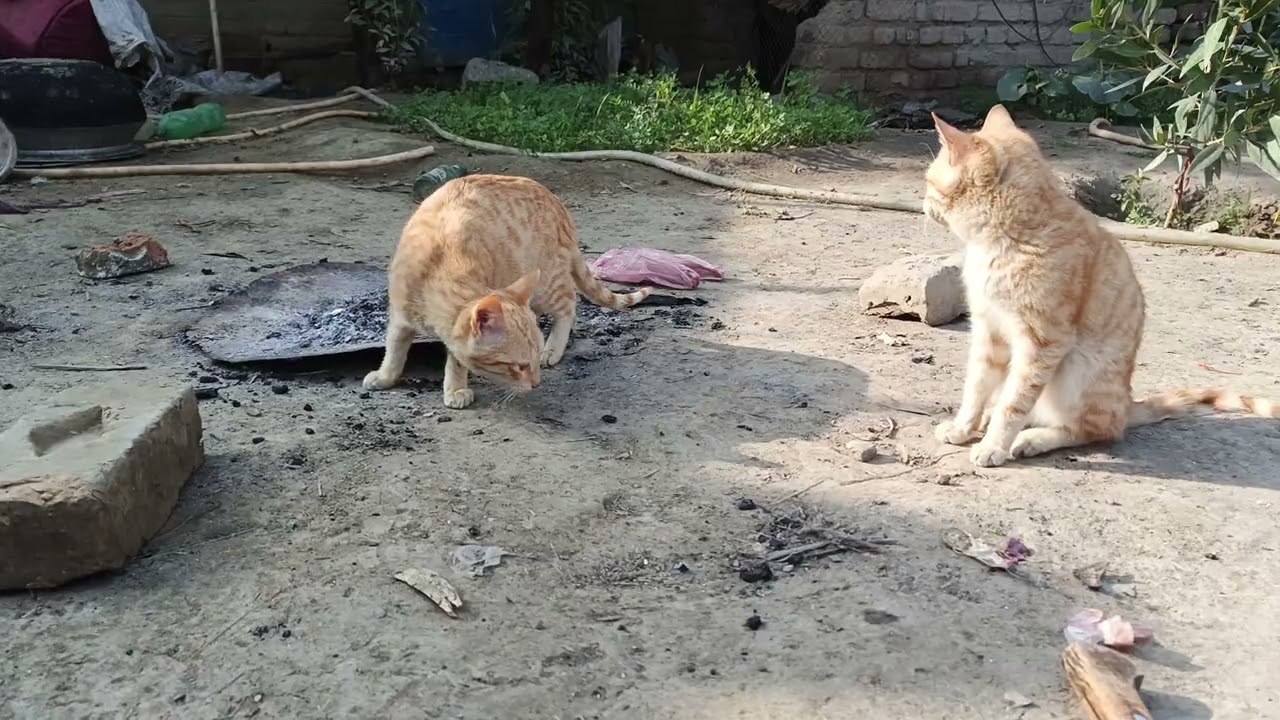 Beautiful yellow cats in village walidlife 