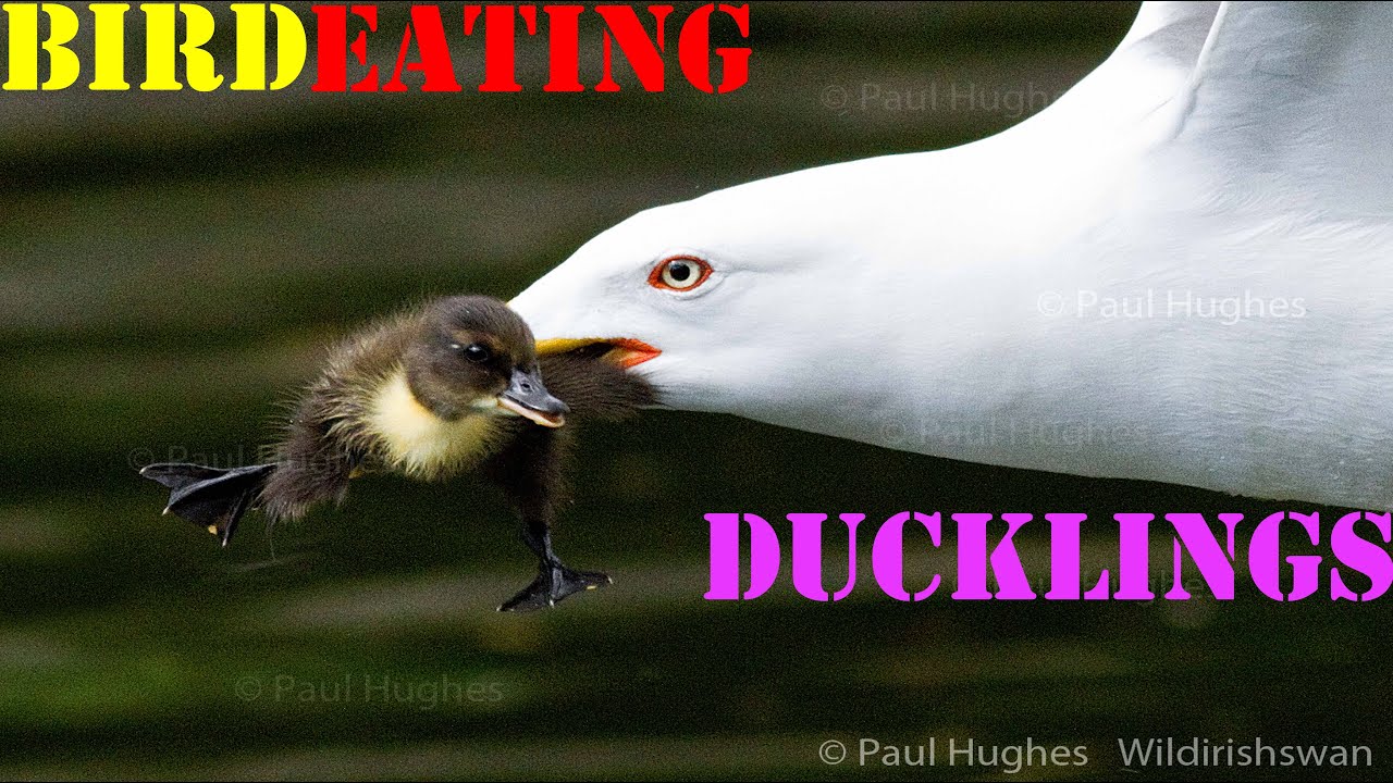 Frantic mother ducks attack a bird eating ducklings 
