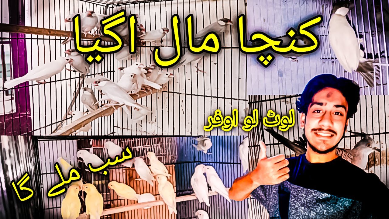 Naya Dam Naya kaam | HR Aviary | Cheapest price birds | Love Birds | Java Sparrow