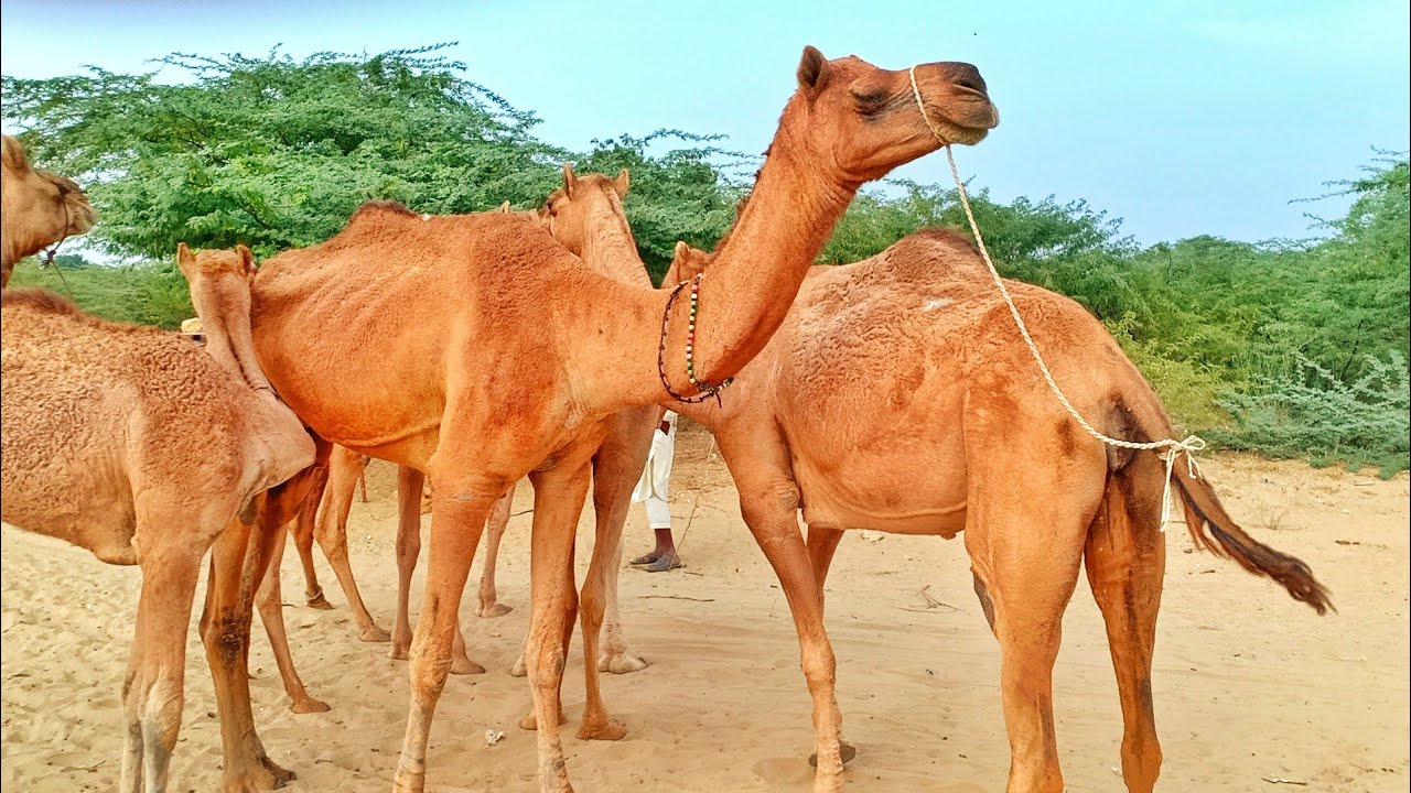Camel In Desert Area of Thar | Camel Video | Camel Group | Camel Farm | Camel Dance | Camel Ride