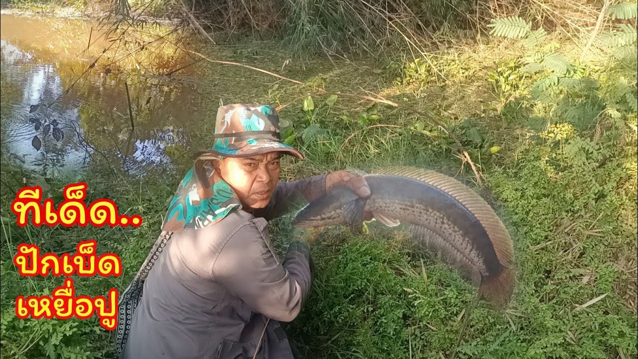 ปักเบ็ด 