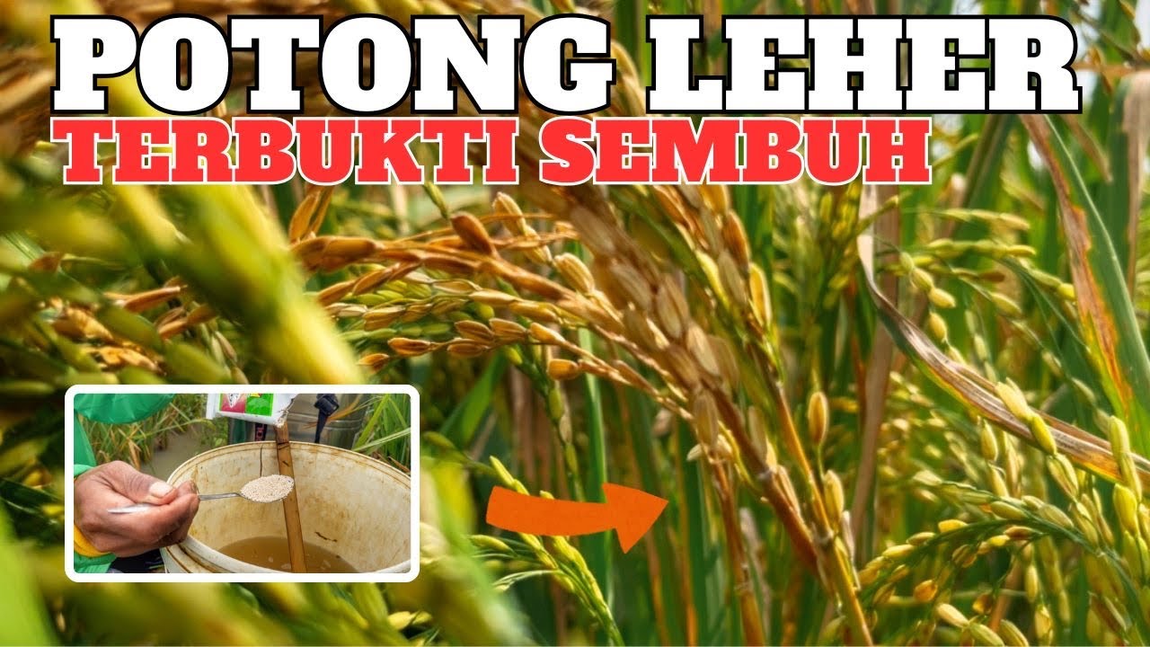 Mengobati dan mencegah jamur penyebab potong leher dan beluk pada padi, obat ampuh malai padi hampa
